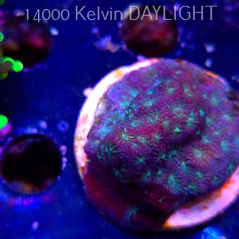 Favites Pentagona War Coral (06.05.2025)  5cm