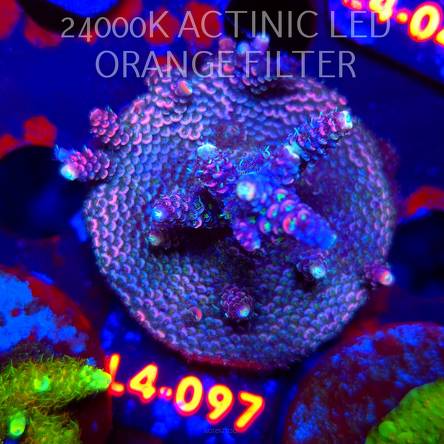 Acropora sp. PREMIUM AUSTRALIA (06.01.2026) L4-097  5cm