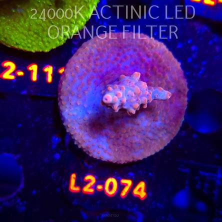 Acropora Jason Fox B33 BOMBER Acro (18.03.2026) L2-074  5cm