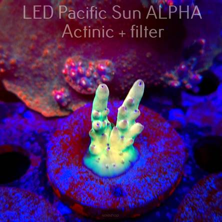 Acropora LORIPES FIJI GOLD (02.02.2025) L3-III-2  4cm (deepwater)
