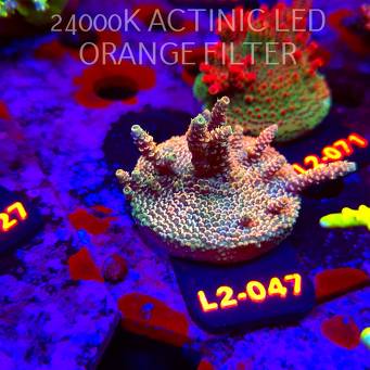 Acropora millepora CLOCKWORK ORANGE (17.03.2026) L2-047  6cm