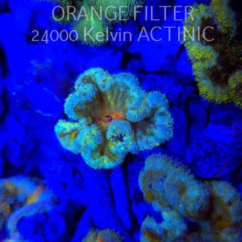 Stichodactyla TAPETUM Mini-Maxi Carpet Anemone RAINBOW (01.06.2025)  5cm
