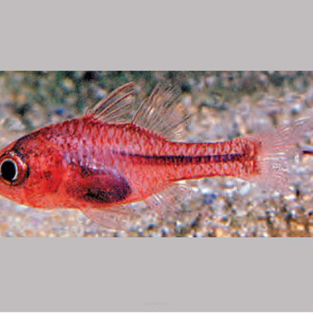 Apogon crassiceps 4cm (RED CARDINAL)