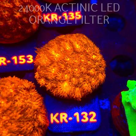 Leptastrea pruinosa JOHN DEERE (14.01.2026) KR-132  5cm