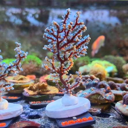 Acalycigorgia spp. BLUEBERRY SEA FAN (18.09.2026) KR-264  10cm