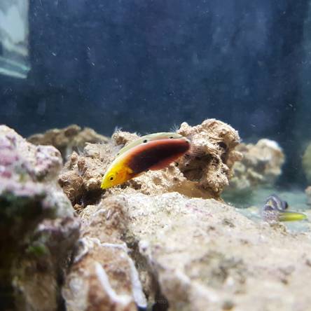 Halichoeres iridis rozmiar 5 cm