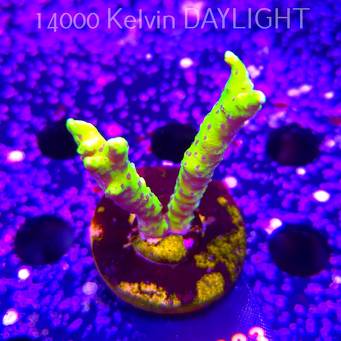 Anacropora WWC SLIMEBALL (12.04.2026) M4-0083  7cm