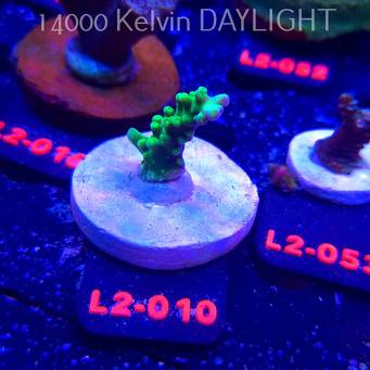 Acropora AUSTERA BANANA (14.11.2025) L2-010  4cm