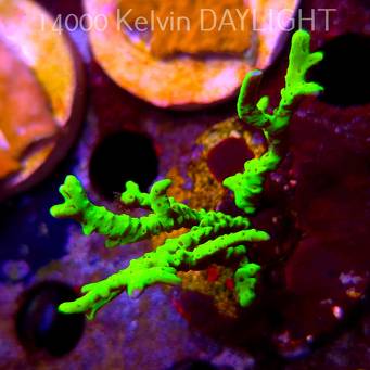 Anacropora WWC SLIMEBALL (09.05.2025) MM1-I-5  5cm