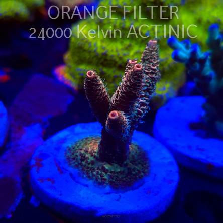 Acropora millepora CLOCKWORK ORANGE (20.03.2025) L1-II-17  6cm