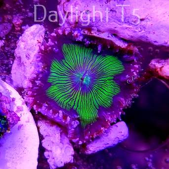 Phymanthus crucifer JMC Rock Flower Anemone (22.10.2024)