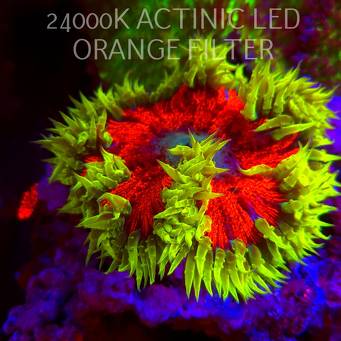 Phymanthus crucifer JMC Rock Flower Anemone (03.03.2026)  XL 10cm