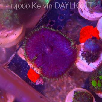 Rhodactis GRAND MASTER BLUE (05.03.2025)  5cm