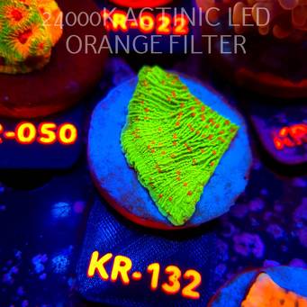 Montipora RASPBERRY LEMONADE (06.08.2026) KR-132  5cm