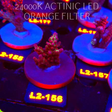 Acropora microclados SSC TYPE (14.08.2026) L2-156  4cm