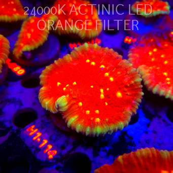 Echinophyllia KISS OF FIRE (11.10.2026) H1-114  7cm
