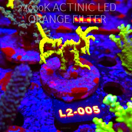 Anacropora WWC SLIMEBALL (17.03.2026) L2-005  5cm