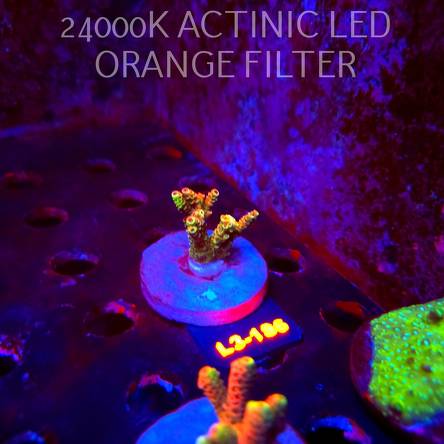 Acropora MILLEPORA RED/YELLOW MORPH (11.09.2026) L3-186  3cm