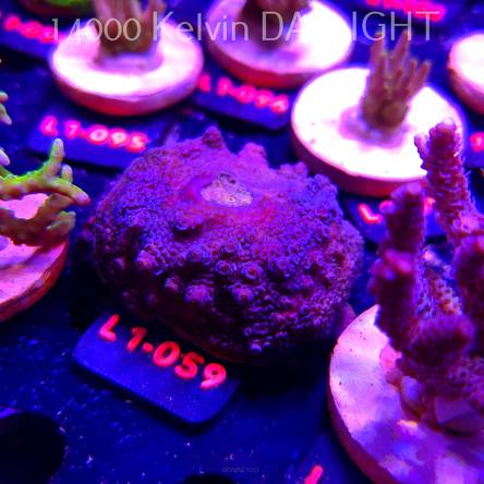 Acropora spathulata BLUE (03.08.2026) L1-59  6cm