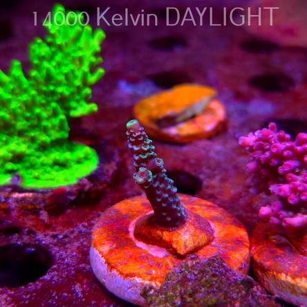 Acropora sp. AUSTRALIA (09.05.2025) MM1-III-29  3cm