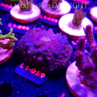 Acropora spathulata BLUE (03.08.2026) L1-59  6cm