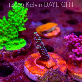 Acropora sp. AUSTRALIA (09.05.2025) MM1-III-29  3cm
