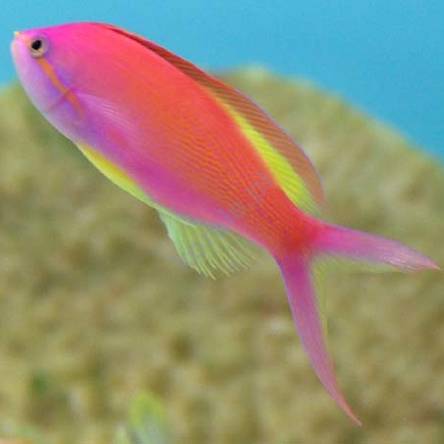 Nemanthias carberryi  9-10 cm