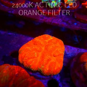Australophyllia (Symphyllia) Wilsoni RED (02.10.2026)  9cm