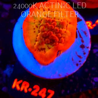 Montipora danae Jason Fox Flaming Phoenix (20.07.2026) KR-247  4cm