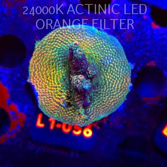 Acropora MILLEPORA RAINBOW (16.03.2026) L1-056  5cm