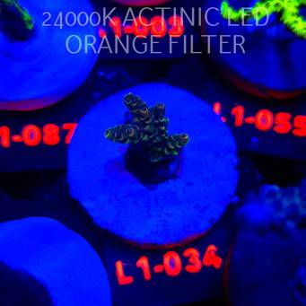 Acropora MILLEPORA RAINBOW (11.10.2025) L1-034  3cm
