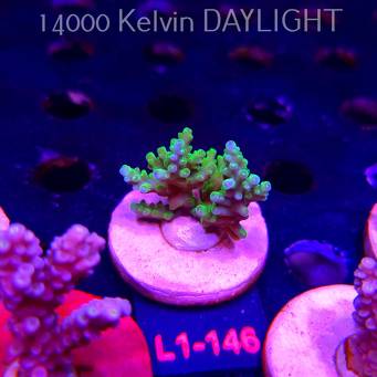 Acropora sp. URANIUM (01.08.2026) L1-146  4cm