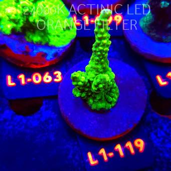 Acropora humilis URANIUM (11.10.2025) L1-119  7cm