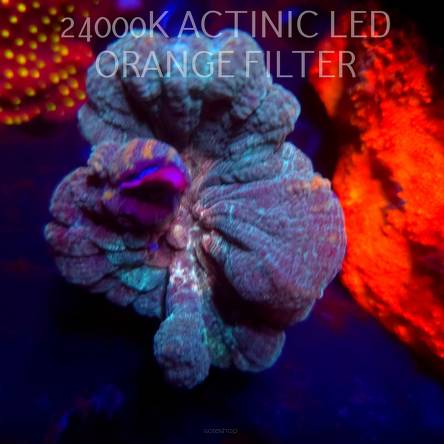 Pectinia alcicornis TYE DYE (04.03.2026)  8cm