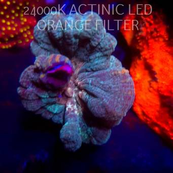 Pectinia alcicornis TYE DYE (04.03.2026)  8cm