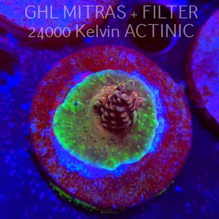 Acropora Jason Fox B33 BOMBER Acro (20.02.2025) L4-I-14  3cm