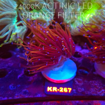 Euphyllia glabrescens NY KNICKS TORCH (19.09.2026) KR-267  2 HEADS