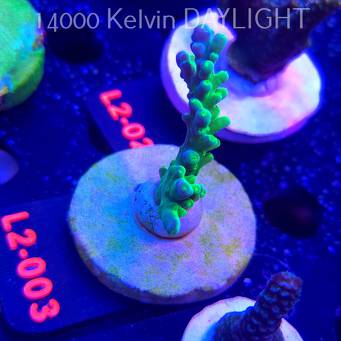 Acropora AUSTERA BANANA (14.11.2025) L2-003  6cm