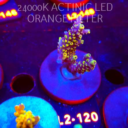Acropora LATISTELLA WOLVERINE (14.08.2026) L2-120  5cm