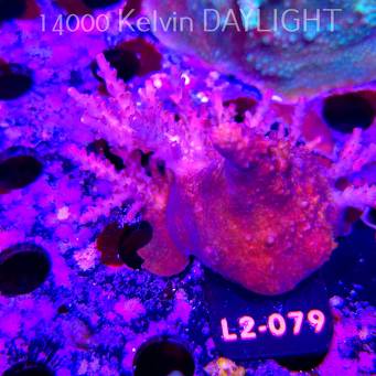 Acropora sp. AUSTRALIA (17.03.2026) L2-079  9cm