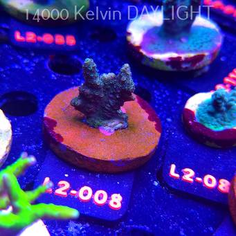 Acropora sp. AUSTRALIA (14.11.2025) L2-008  3cm