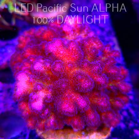 Pocillopora verrucosa PURPLE (22.01.2025)  8cm