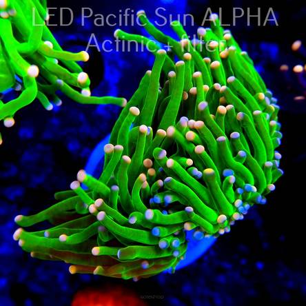 Euphyllia glabrescens Green Yellow Tip Torch (11.06.2024)