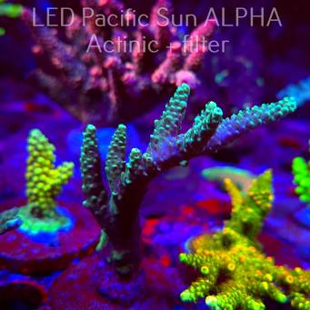 Acropora sp. AUSTRALIA (02.02.2025) L3-III-11  9cm