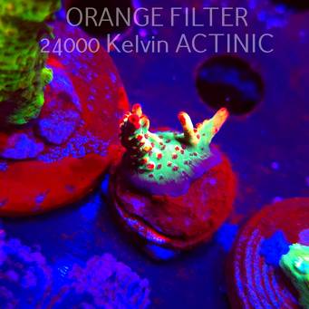 Acropora microclados JMC SIGNATURE STRAWBERRY SHORTCAKE PRIV (08.04.2025) MM6-I-10  2cm