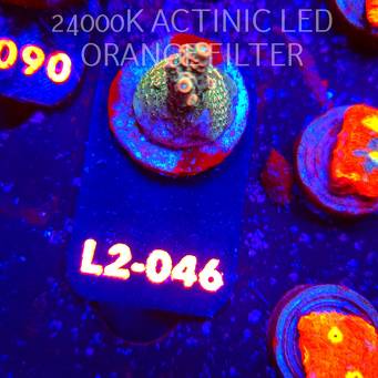 Acropora millepora CLOCKWORK ORANGE (18.03.2026) L2-046  4cm