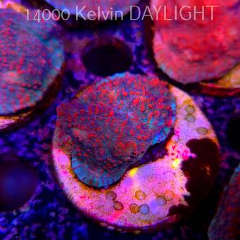 Echinophyllia Lava Rush Chalice (18.05.2025)  3cm