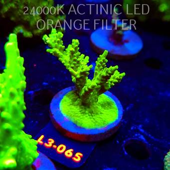 Acropora sp. PREMIUM AUSTRALIA (09.05.2026) L3-065  6cm