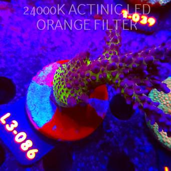 Acropora EC Frankie's Kryptonite (04.01.2026) L3-086  10cm
