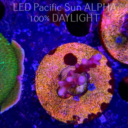 Acropora TSA RAINBOW FEVER (02.02.2025) L3-I-25  3cm